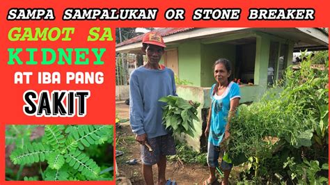 SAMPA SAMPALUKAN GAMOT SA KIDNEY AT IBA PANG SAKIT.
